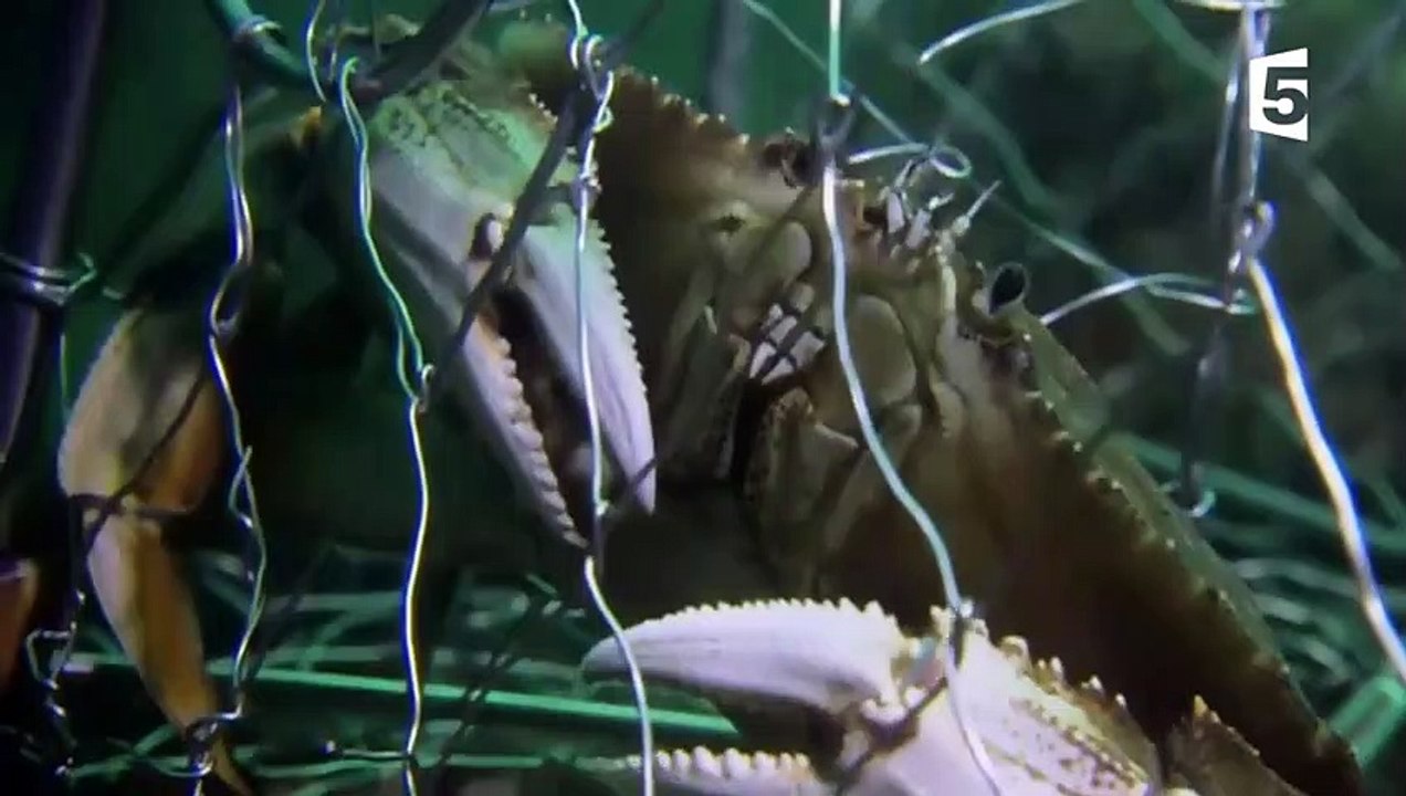 Une pieuvre super-intelligente vole un crabe à...