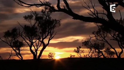 Naissance de bébé kangourou en direct - ZAPPING SAUVAGE