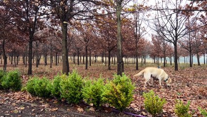 Tasmanian farm digs up black truffles for Dark Mofo winter fest