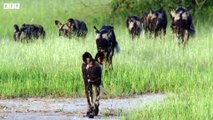 African Wild Dogs Attack and Eat Warthog - Animal Fighting   ATP Earth