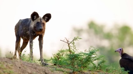 Impossible Moments Prey  escape Crazy Wild Dogs Attack