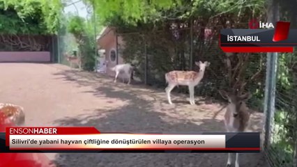 Silivri'de yabani hayvan çiftliğine dönüştürülen villaya operasyon