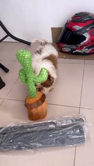 Cute Puppy Encounters Dancing Cactus