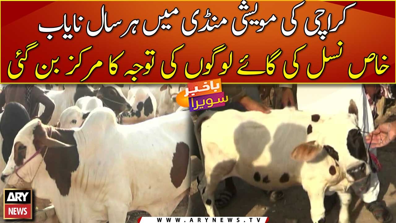 Pretty short height cow attracting buyers at Karachi Cow Mandi