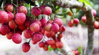 গর্ভাবস্থায় লিচু খাওয়া যাবে কি-garbhavastha lichu khele ki hoy-gorvoboti mayer lichu-lychee fruit during pregnancy