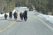 Woman keeps poise as wild bison family charge at her car