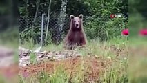 Une mère et ses deux oursons repérés à la recherche de nourriture