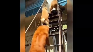 New Funny Videos 2023  Cutest Cats and Dogs  Part 149