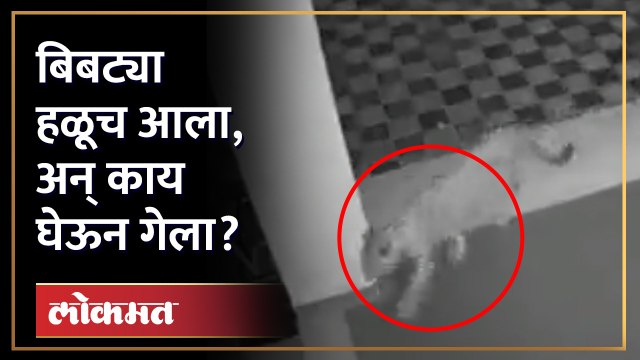 बिबट्या आला अन् जे केलं, ते पाहून तुम्हीही डोक्याला हात लावाल... | Leopard Caught in CCTV | AM4