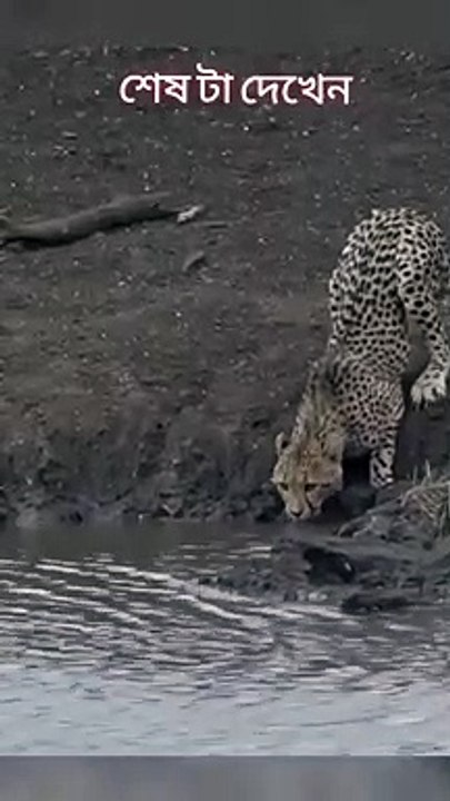 Tiger vs Crocodile Fight - video Dailymotion