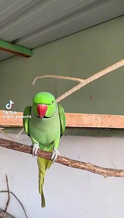 Funny parrot