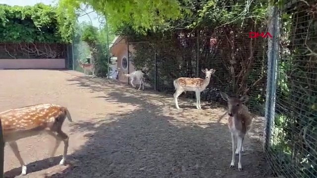 Opération Wild Elk and Peacock à Silivri： 12 cerfs et 6 paons capturés