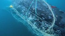 Avustralya'da balıkçı ağlarına takılan kambur balina böyle kurtarıldı