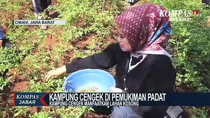 Emak-Emak Manfaatkan Lahan Kosong untuk Tanam Cengek