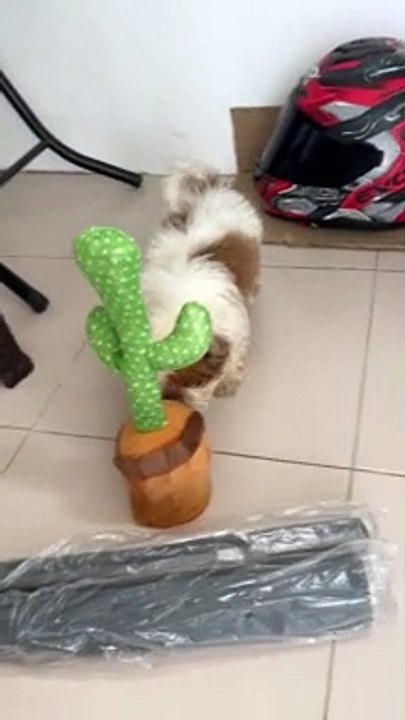 Cute Puppy Encounters Dancing Cactus