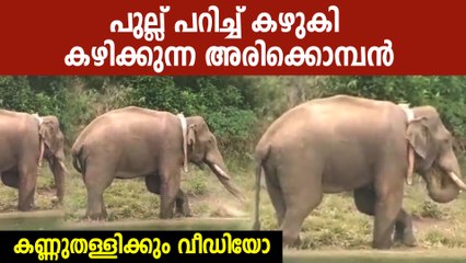 അമ്പോ ഇത് അരിക്കൊമ്പന്‍ PRO, പുല്ല് കഴുകി വൃത്തിയാക്കി  അരിക്കൊമ്പന്‍ കഴിക്കുന്നത് കണ്ടോ