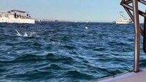 Flying Stingrays In Cabo