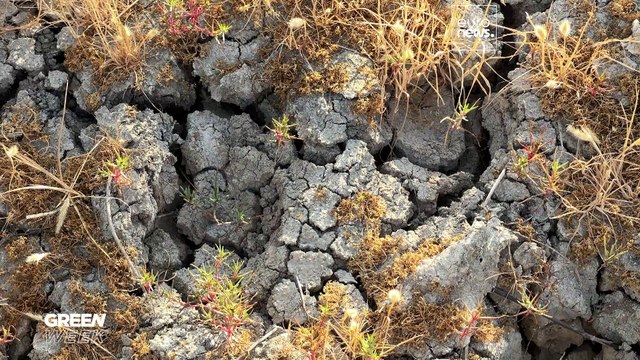 Situation ist katastrophal : Reisbauern in Spanien leiden unter der Dürre