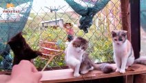 Animal Footage  Cats and Kittens Beautiful Scenes Episode 17  Viral Cat_1080pFHR
