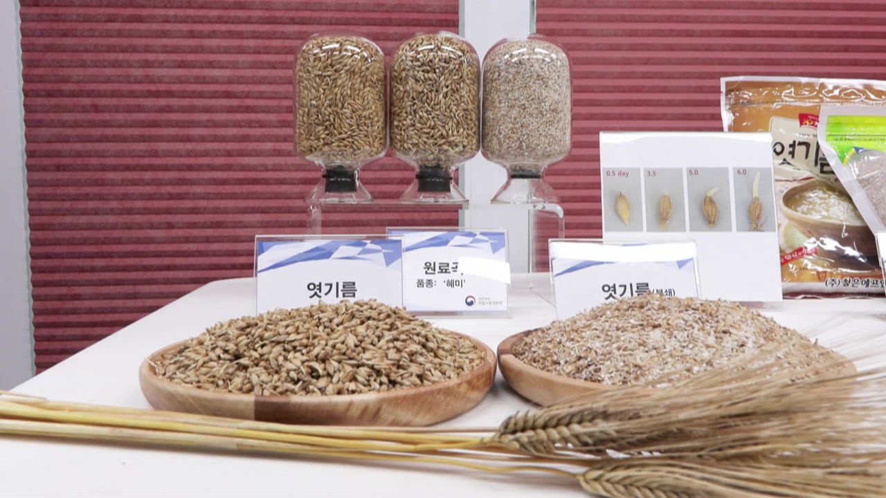 [녹색] "제조 시간은 줄이고 품질은 높이고"...엿기름 표준화 공정 개발 / YTN