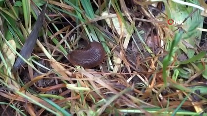 Sangsue Raiding Villages Fatigué Citoyens de leur vie