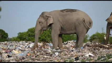Branco elefanti va alla ricerca di cibo in discarica di plastica