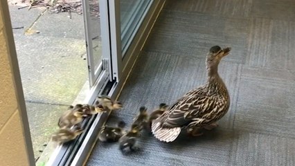 Mother Duck Leads Ducklings Through School | Wild-ish TV