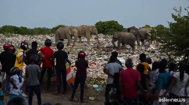Branco elefanti va alla ricerca di cibo in discarica di plastica