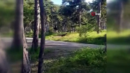 Piknik yapan aileye ayı şoku: 'Bazlama verelim'