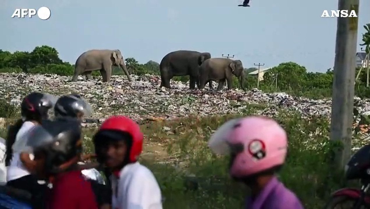 Sri Lanka, elefanti selvatici cercano cibo in una discarica all'aperto di rifiuti di plastica