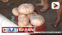 Gobyerno, patuloy na tumutulong sa mga magsasaka na apektado ng oversupply ng kalabasa