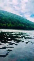 Hutan Malam yang Menenangkan: Meredakan Pikiran Gelisah Anda"