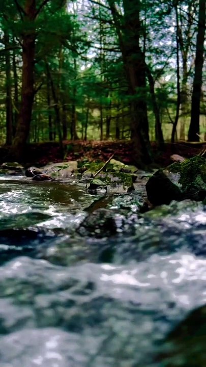 "Relaksasi Penuh: Menenangkan Pikiran dengan Suara Alam yang Indah"