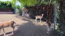 İstanbul'da yabani geyik ve tavus kuşları besleyen kişi hakkında adli işlem yapıldı