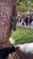 Cheeky Snackers Squirrel Delights Tourists by Snatching Corn Sticks with Playful Gusto