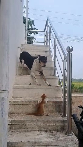 என்ன கேக்காம நீ உள்ள வந்திருக்கலாம்; ஆனா நான் சொல்லாம உன்னால ஒரு அடி இறங்க முடியாது - வைரல் வீடியோ