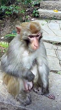 Monkey Mischief Hilarious Encounters as a Funny Monkey Brightens Tourists' Day
