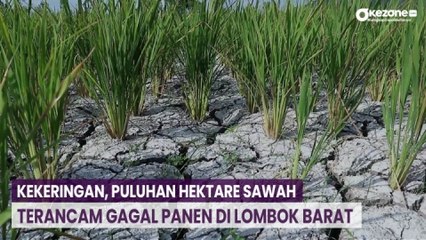 Kekeringan, Puluhan Hektare Sawah Terancam Gagal Panen di Lombok Barat