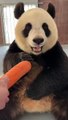 Panda Eat Carrot 