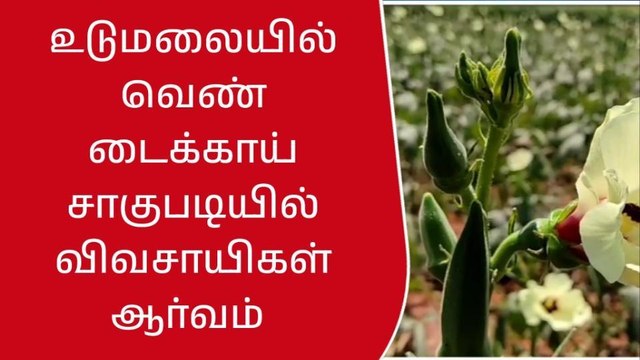 உடுமலை: வெண்டைக்காய் சாகுபடியில் விவசாயிகள் ஆர்வம்!