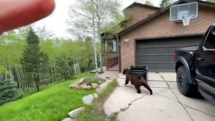 Bear gets locked inside pickup truck after breaking in to search for food