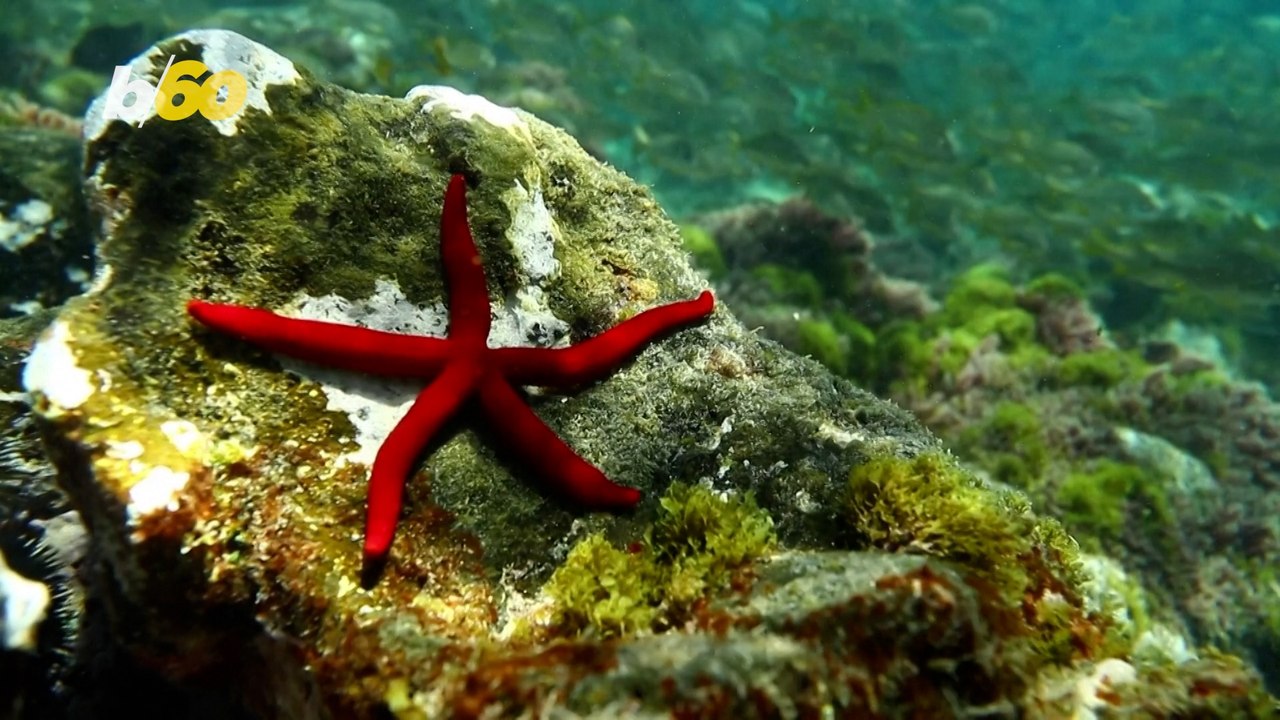 Help Celebrate and Protect Underwater Biodiversity