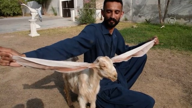 İnternetin yeni fenomeni Simbi