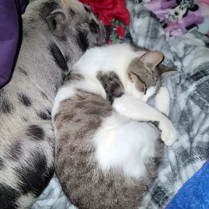 Piggy Naps avec maman chat et chaton