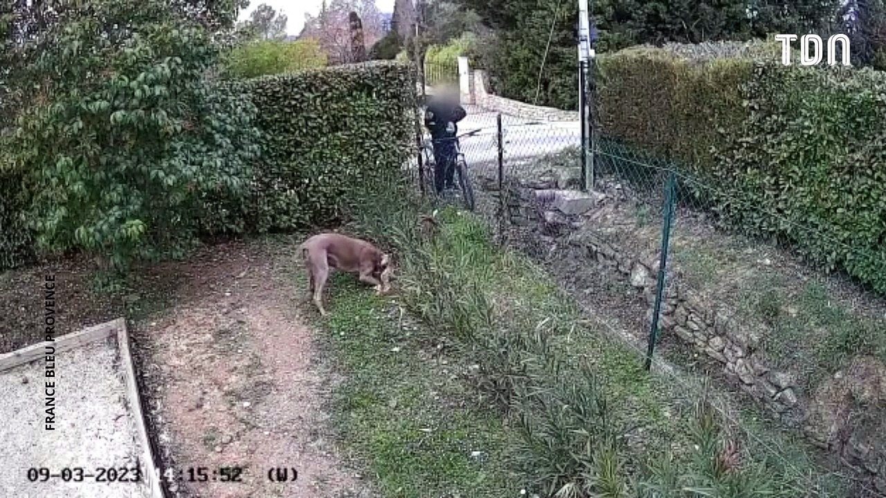 Il donnait des saucisses piégées aux chiens des voisins