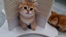 The kitten meows Too cute