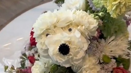 Puppies or poppies: Customer’s hilarious mix-up at florist