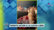 VIDEO: Perrito disfruta de función de lucha libre