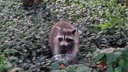 Cheeky RACCOON snacks in Central Park!