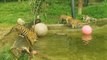Entrañable imagen de dos cachorros de tigre de Sumatra bañándose por primera vez